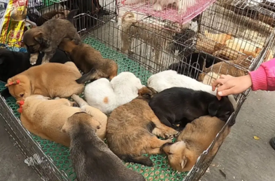 無(wú)錫寵物市場(chǎng)與寵物用品銷(xiāo)售指南