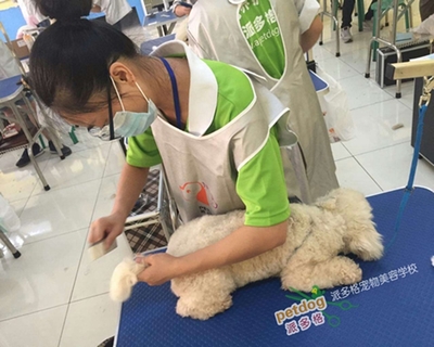 上海寵物美容行業(yè)的發(fā)展現(xiàn)狀與寵物用品銷(xiāo)售趨勢(shì)