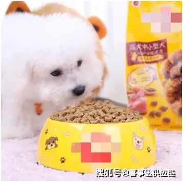 美國(guó)寵物用品銷量攀升 趨勢(shì)分析與產(chǎn)品分類指南