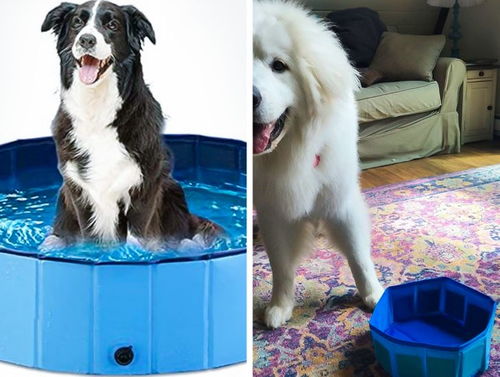 從買(mǎi)家秀看寵物用品銷售 用戶真實(shí)體驗(yàn)如何影響市場(chǎng)？