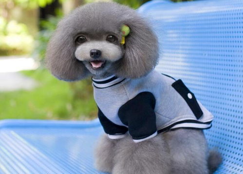 從寵物保姆到創(chuàng)業(yè)女王 一位90后姑娘的寵物用品百萬之路