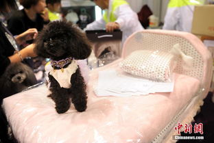 2014香港寵物節盛大開幕 寵物用品市場火熱，一張寵物床售價高達1500港元