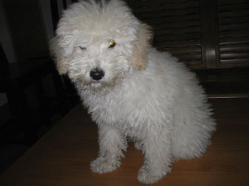 寵物用品交易指南 便捷買賣，守護愛寵幸福生活