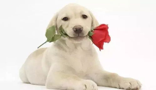 熱線開通，便利加倍 82371890助您輕松選購寵物用品